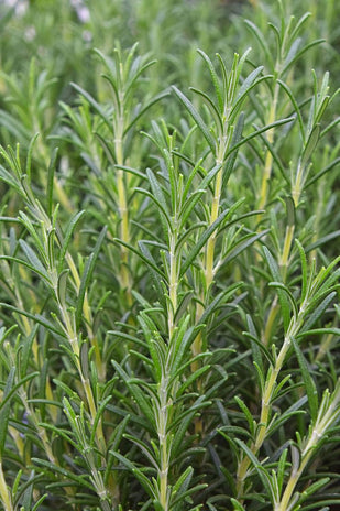 GHK-Cu + high-concentration botanicals